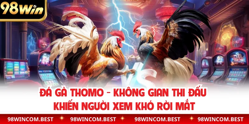 Đá Gà Thomo - Không Gian Thi Đấu Khiến Người Xem Khó Rời Mắt