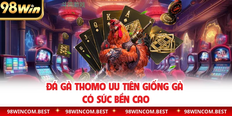 Đá gà Thomo ưu tiên giống gà có sức bền cao